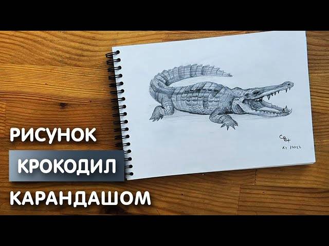 Как нарисовать крокодила карандашом