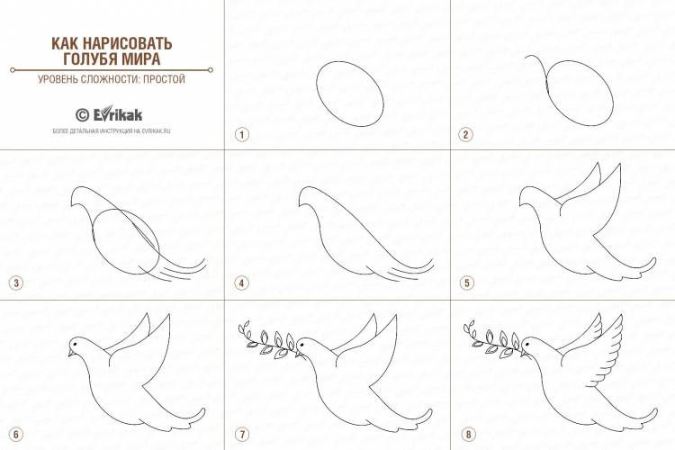 Голубь мира рисунок пошагово