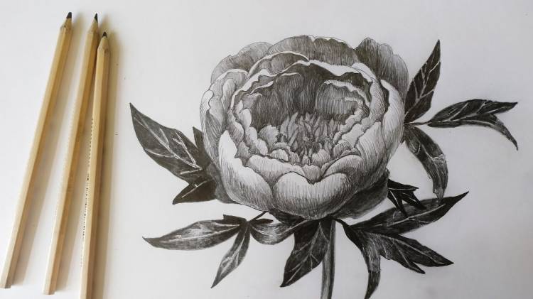 Рисую цветок ПИОН карандашом , процесс рисования пиона карнадашом, SpeedPaint