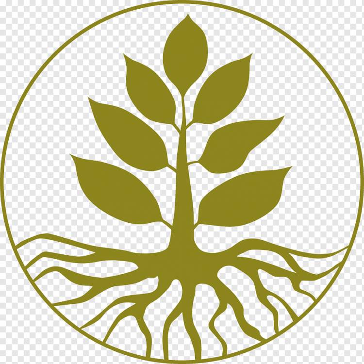 Древо жизни Рисунок, дерево, еда, лист, симметрия png
