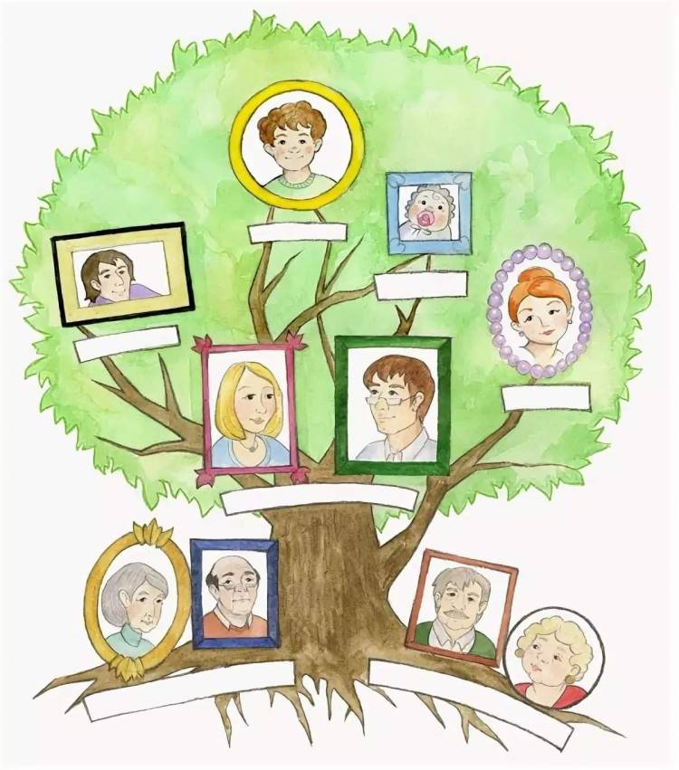 Рисунок семейное дерево жизни