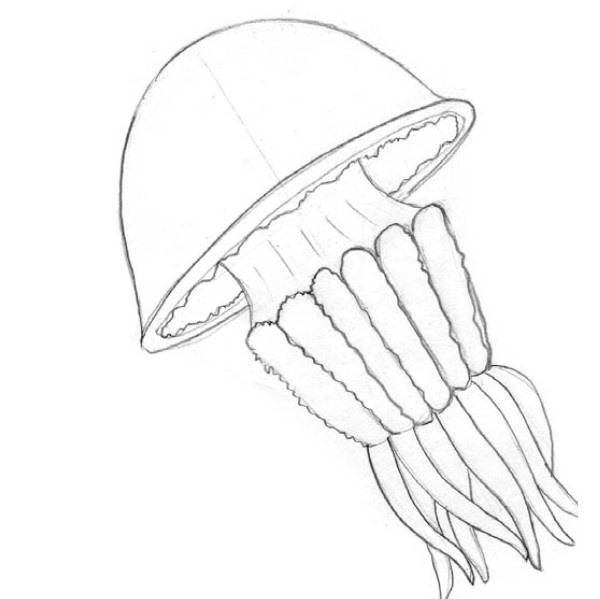 Рисунки медузы для срисовки 