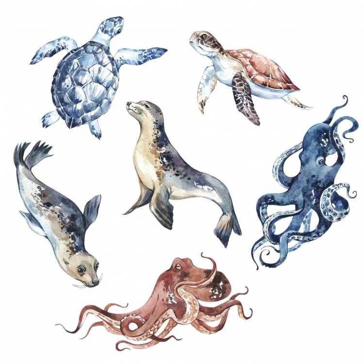 Морские животные россии рисунок 