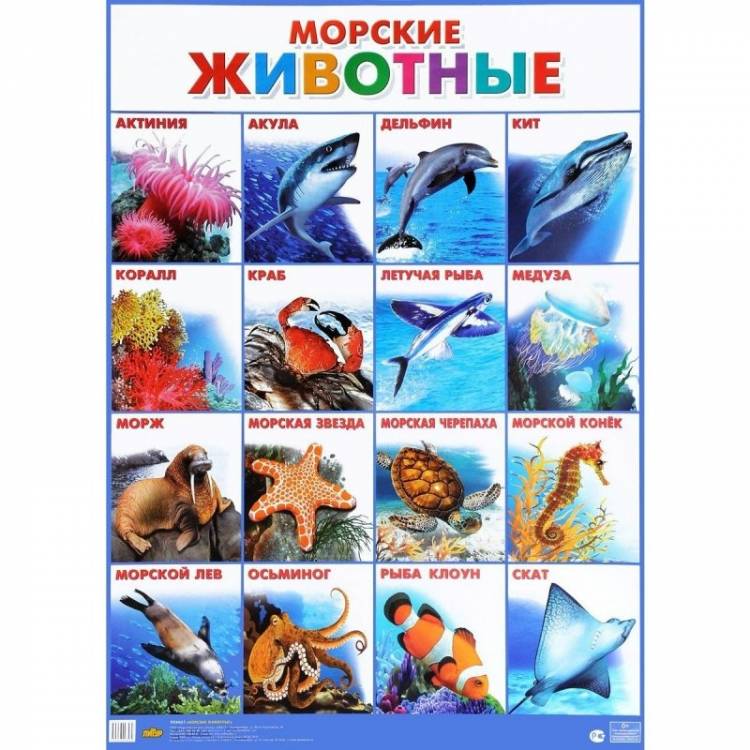 Морские животные плакат 