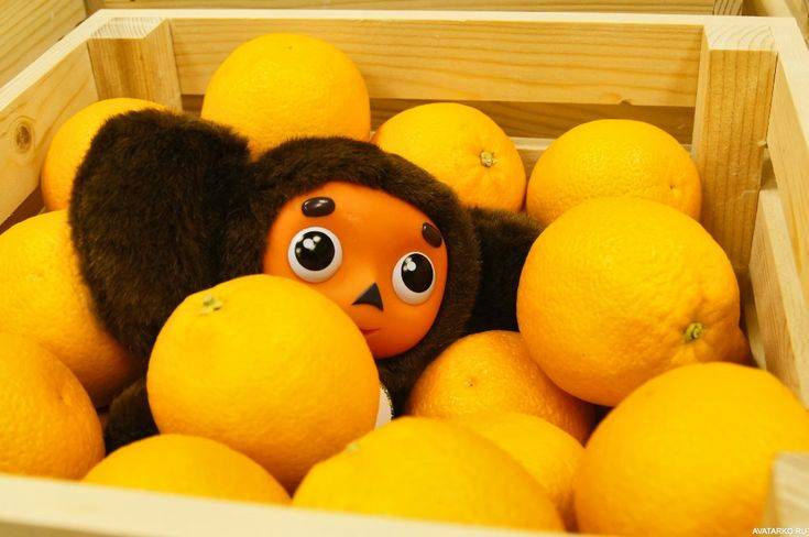 Чебурашка в апельсинах
