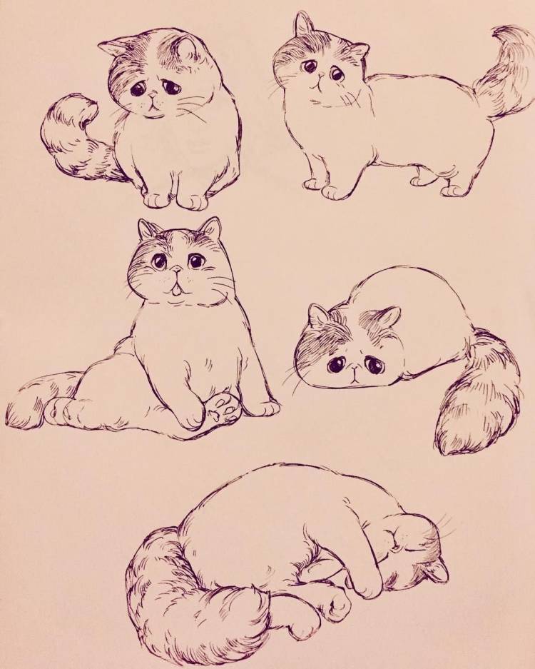 Рисунки котов легкие и милые