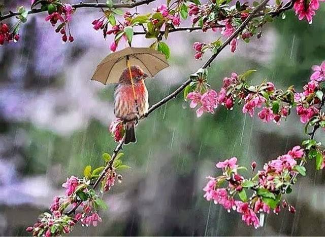 Стихотворение «Весенний дождь