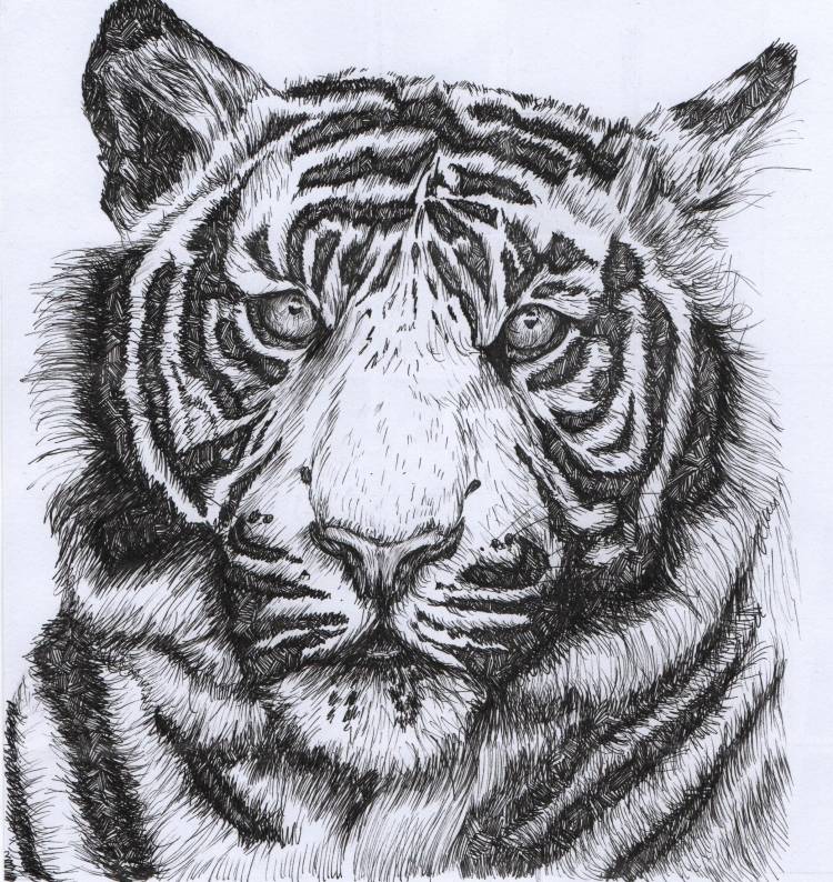 Тигр узор