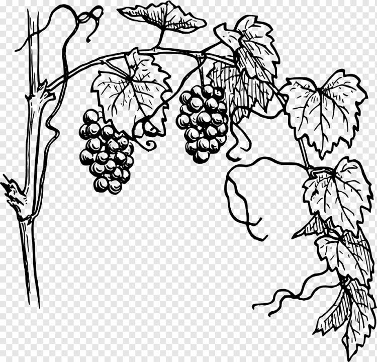 Чертеж Виноградной Лозы, виноград, еда, лист, ветка png