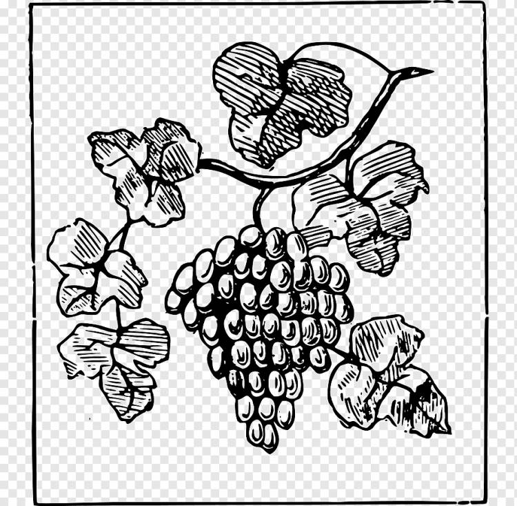 Виноградная Лоза, Виноград с, монохромный, симметрия, виноград png