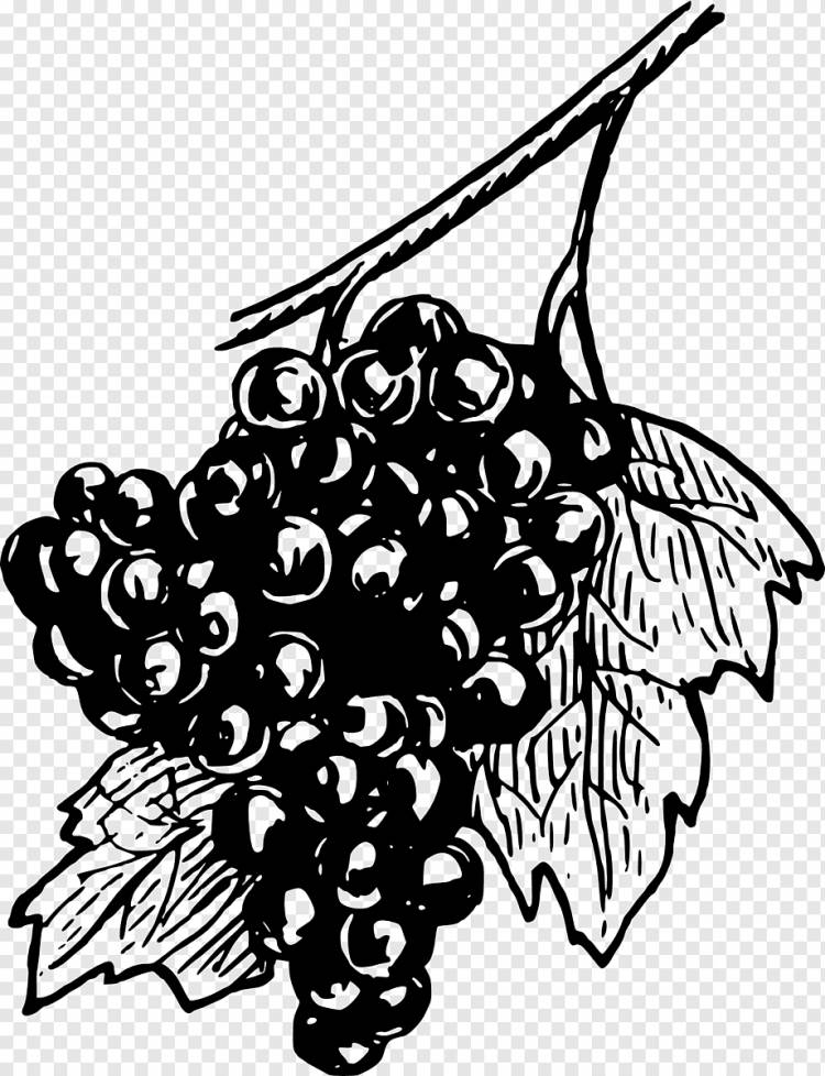 Виноградная Виноградная Лоза Виноградный Рисунок, Виноград, еда, лист, филиал png