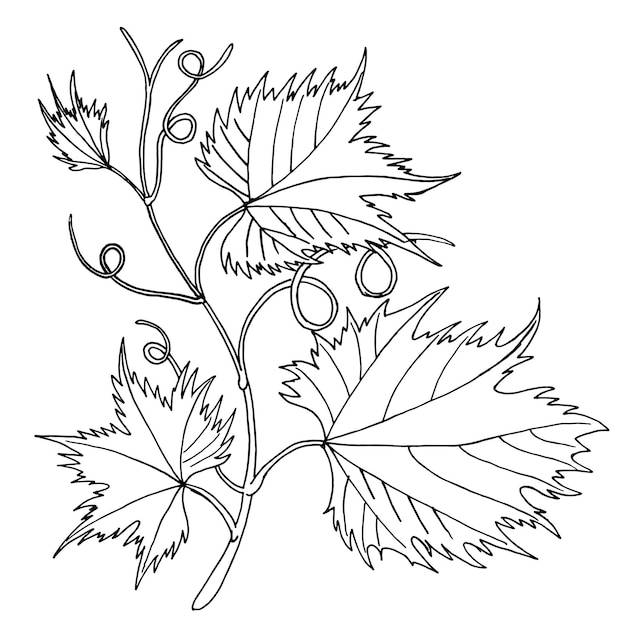 Виноградные листья барочные растения виноградная лоза линии искусства логотип ручной рисунок