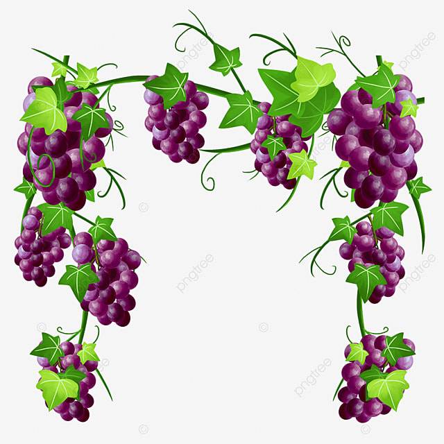 Акварельное украшение границы виноградной лозы PNG , виноград, фрукты, украшение PNG картинки и пнг PSD рисунок для бесплатной загрузки