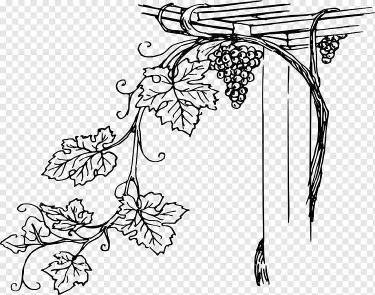 Контурный рисунок виноградной лозы 