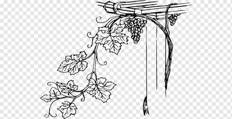 Виноградное вино Виноградное вино Конкорд, Трафарет из виноградной лозы, угол, белый, лист png
