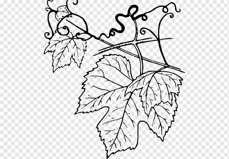 Виноградная лоза Виноградные листья, виноград, белый, лист, филиал png