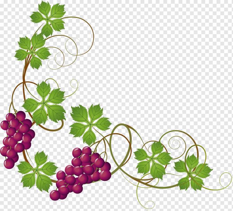 фиолетовый виноград, виноградная лоза Виноградные листья, ручная роспись фиолетовый виноград, акварельная живопись, еда, лист png