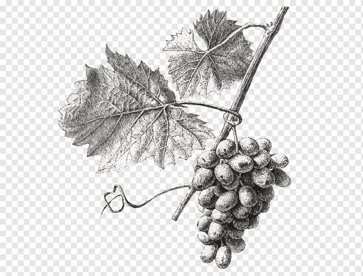 иллюстрация ягод, вино виноградная лоза Виноградные листья Иллюстрация, виноград, окрашенный, лист, рука png