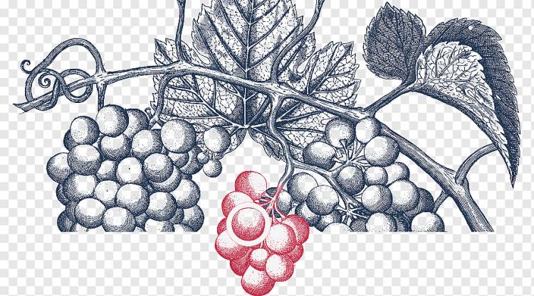Рисунок виноградной лозы