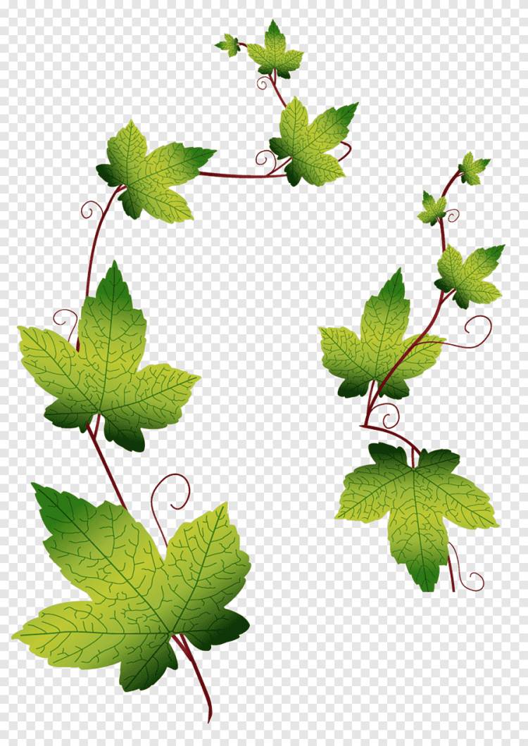 зеленые листья лозы иллюстрации, листья винограда листья, восхождение на листья тигра, акварельные листья, животные png
