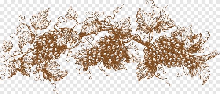 рамка для винограда, рисунок для рисования Графический дизайн Иллюстрация, виноград, Аксессуар для волос, декор png