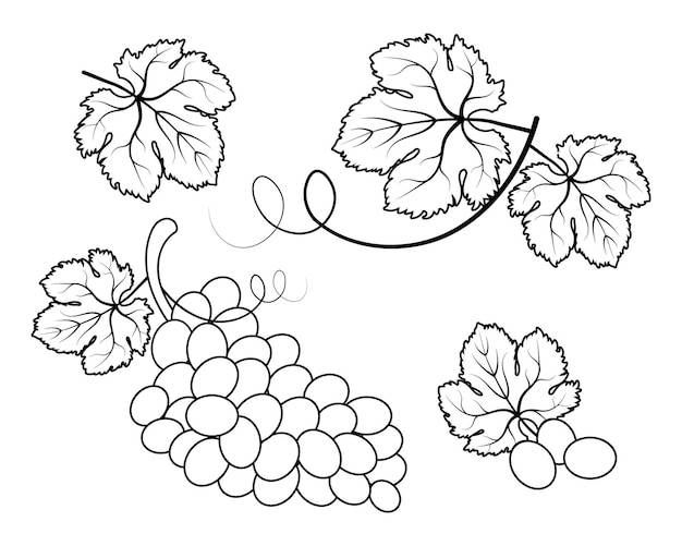 Виноград и виноградные листья, набор штриховых рисунков