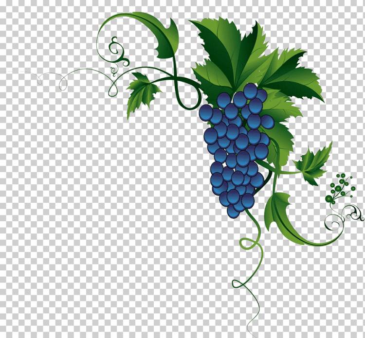 Виноградные листья, Виноградная лоза, Виноград, еда, лист, виноград png