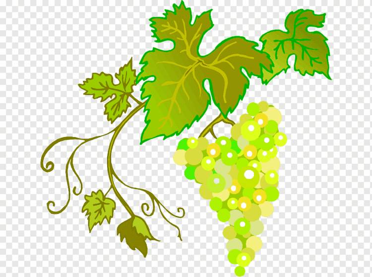 Родословная, Виноградная лоза, Вино, Виноградные листья, Виноградный сок, Фрукты, Лист, Еда, ветка, виноградная лоза, Флора png