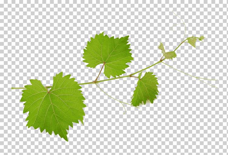 иллюстрация виноградной лозы, вино из виноградной лозы Мирто Виноградные листья, материал из виноградных листьев, Акварель Листья, лист, фотография png