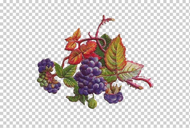 Виноградная лоза Конкорд виноградные листья Виноградные листья Ягода, виноградные листья, фиолетовый, еда, виноград png