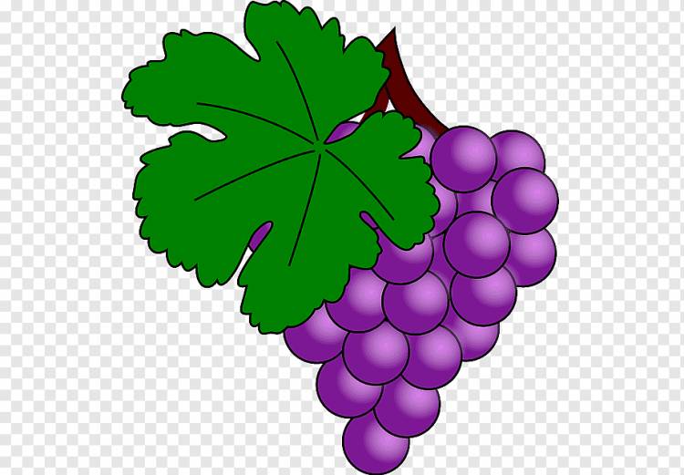 Виноградный лист, Виноградная лоза, Виноградные листья, Вино, Фрукты, Варенье, Документ, Виноградные лозы, виноградная лоза, документ, питание png