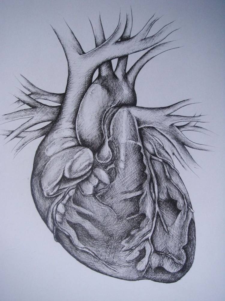 Нарисованное реалистичное сердце