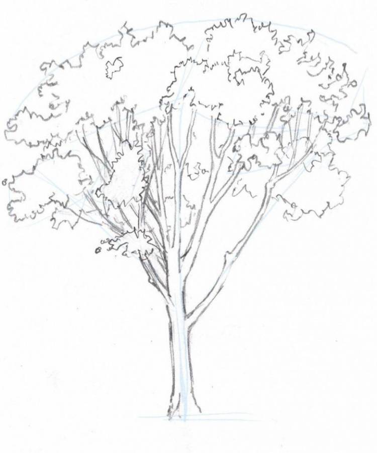 Как нарисовать дерево поэтапно карандашом 