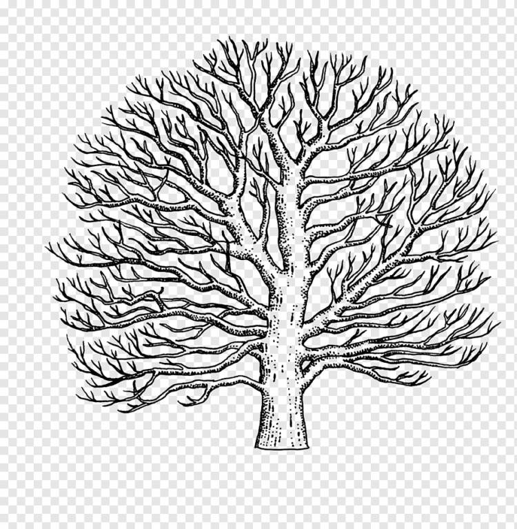 Ветка американского платана Рисунок дерева Западный платан, дерево, карандаш, лист, монохромный png