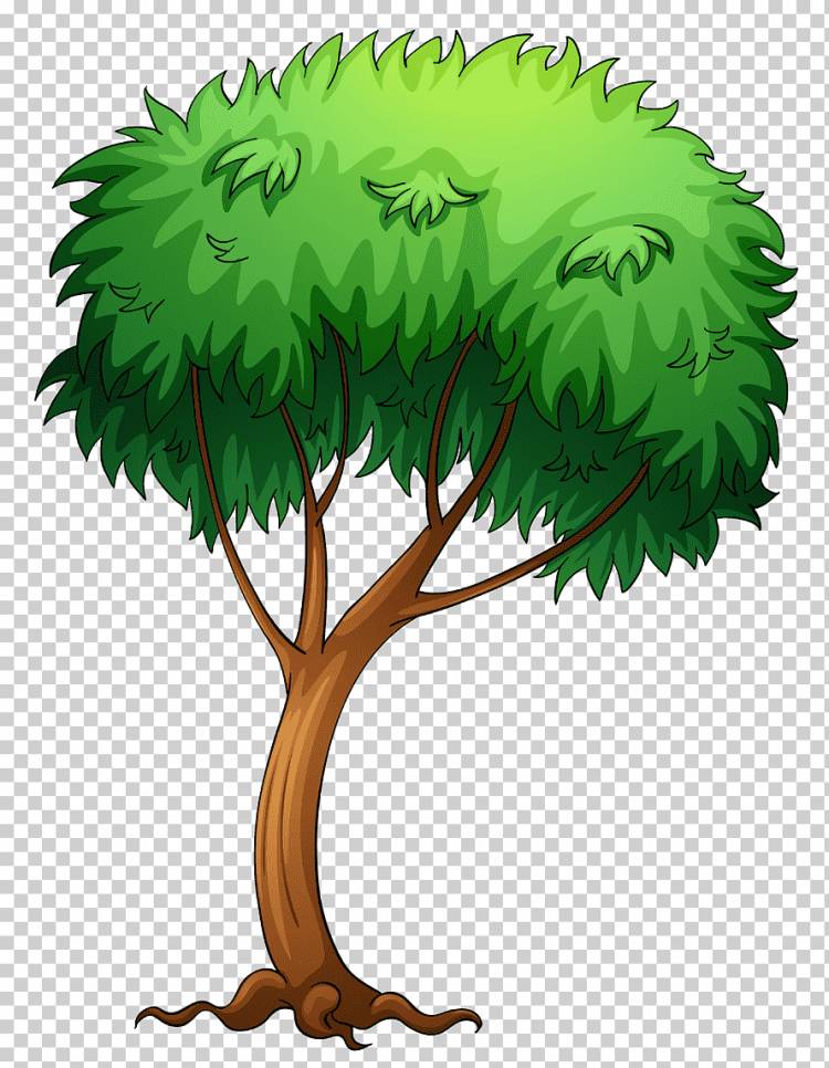 Дерево, Нарисованное Дерево, иллюстрация дерева, лист, филиал, трава png