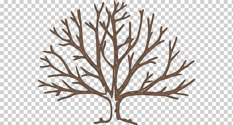 Дерево, голый шаблон дерева, лист, филиал, завод Стебель png