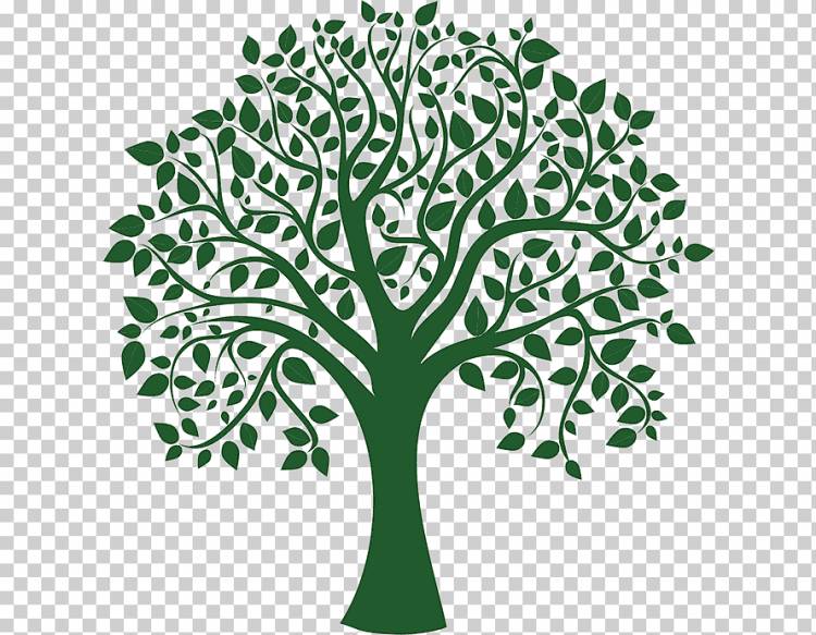 Рисунок дерева, зеленое дерево, лист, фотография, филиал png
