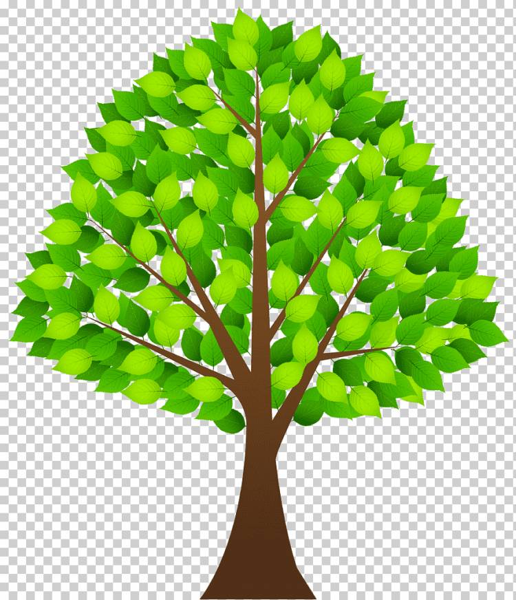 дерево с зелеными листьями, дерево с зелеными листьями, лист, клипарт, презентация png