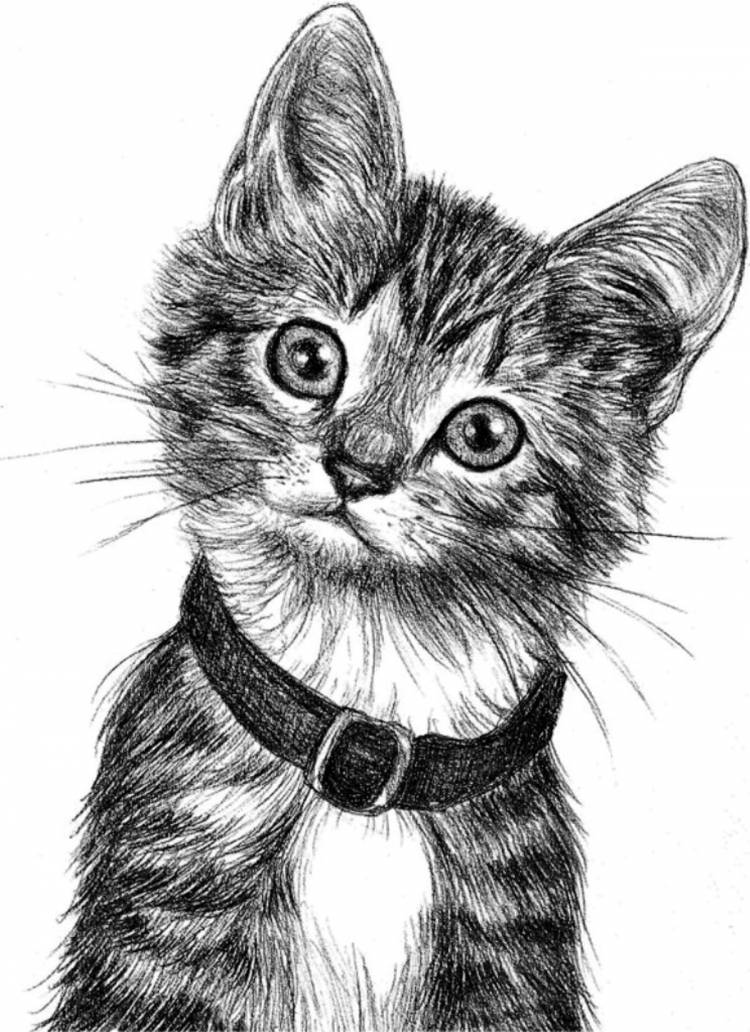 Картинки кошек нарисованные