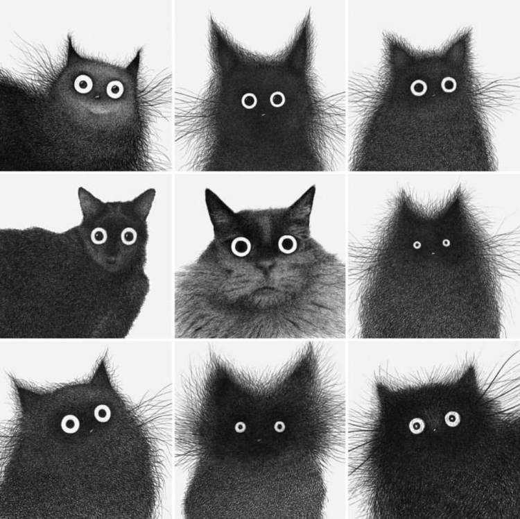 Черно белый котик рисунок