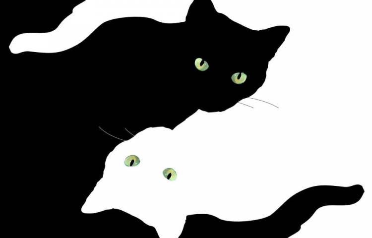 Котик на черном фоне