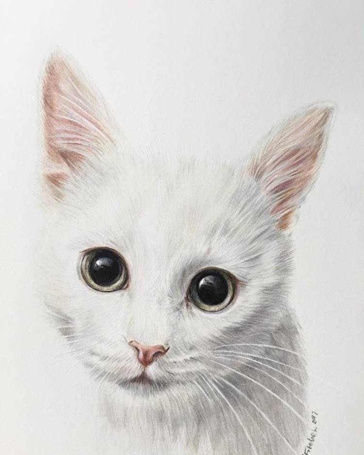 Нарисованный белый котик