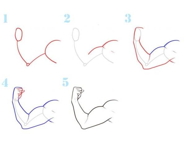 Как нарисовать мускулы 