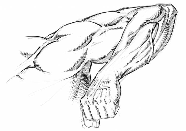 Нарисованные мускулы