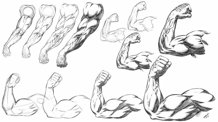 Как нарисовать мускулы 
