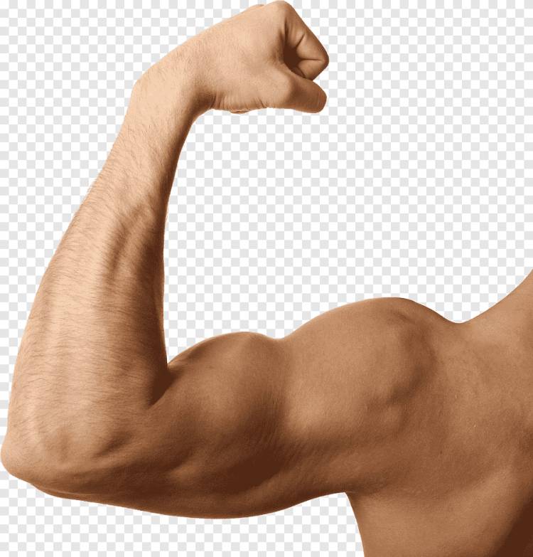 мускул, мускул png