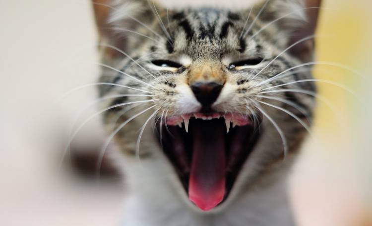 Кот открытый рот
