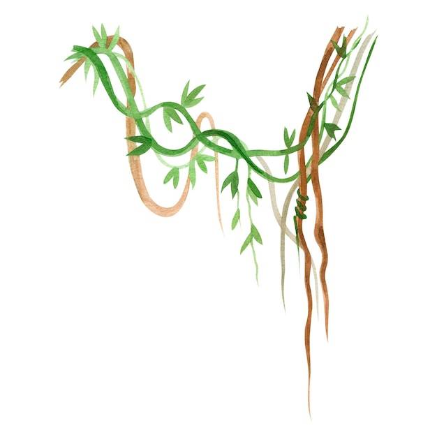 Лианы джунглей, нарисованные зеленой и коричневой акварелью на белом фоне
