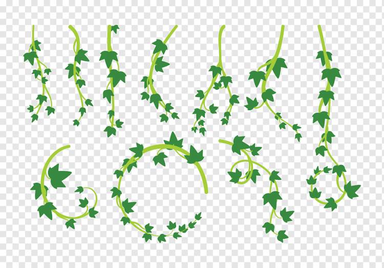 Листья Лиана Вайн, горшечные листья, лист, текст, филиал png