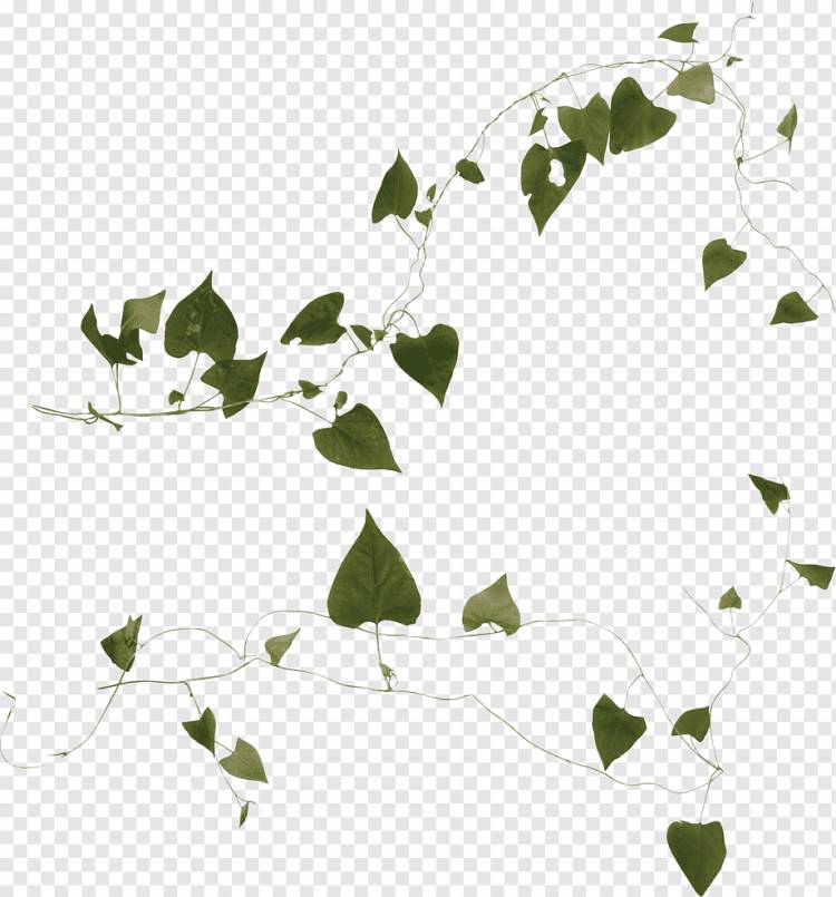 Растение Лиана Плющ, растение, лист, фотография, альбом png